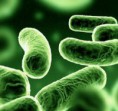 /album/fotogaleria/bacteria2-jpg/